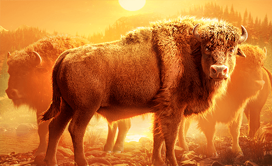 pg buffalo win official cover 游戏图片